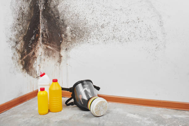 Best Residential Mold Removal  in South Glens Falls, NY