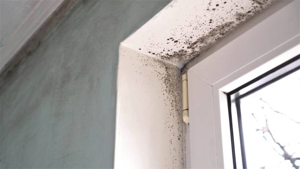 Professional Mold Removal in South Glens Falls, NY