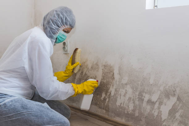 Best Mold Damage Repair  in South Glens Falls, NY