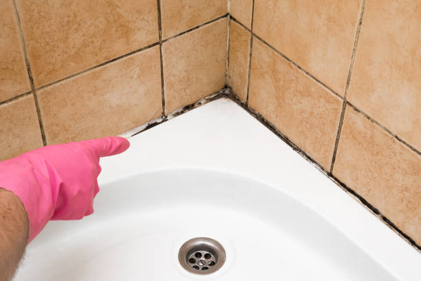 Best Attic Mold Removal  in South Glens Falls, NY